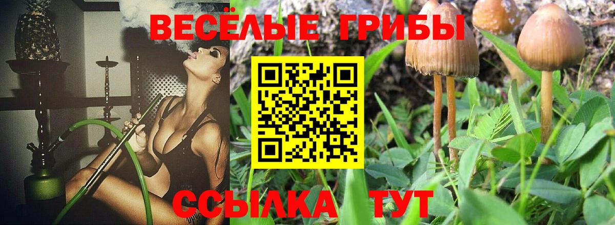 Подольск  Галлюциногенные грибы Psilocybine cubensis  Вход с VPN 